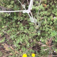 Silene coronaria at Booth, ACT - 18 Jan 2022