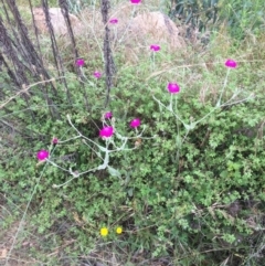 Silene coronaria at Booth, ACT - 18 Jan 2022