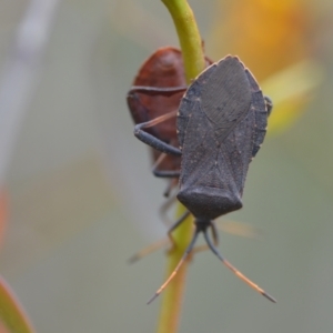 Amorbus sp. (genus) at Wamboin, NSW - 2 Nov 2021