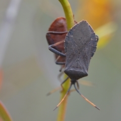 Amorbus sp. (genus) (Eucalyptus Tip bug) at Wamboin, NSW - 2 Nov 2021 by natureguy