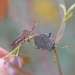 Amorbus sp. (genus) at Wamboin, NSW - 2 Nov 2021