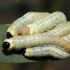 Pseudoperga sp. (genus) (Sawfly, Spitfire) at Acton, ACT - 19 Jan 2022 by TimL