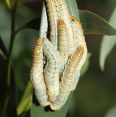 Pseudoperga sp. (genus) at Acton, ACT - 19 Jan 2022