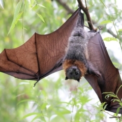 Pteropus poliocephalus (Grey-headed Flying-fox) at Bega, NSW - 4 Jan 2022 by KylieWaldon