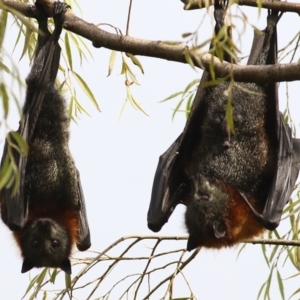 Pteropus poliocephalus at Bega, NSW - 4 Jan 2022