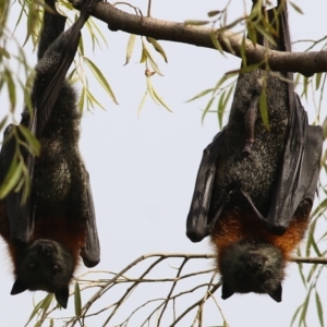 Pteropus poliocephalus at Bega, NSW - 4 Jan 2022