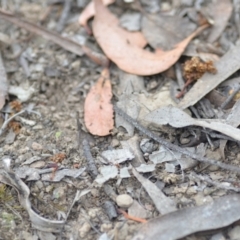 Taxeotis (genus) (Unidentified Taxeotis geometer moths) at QPRC LGA - 2 Nov 2021 by natureguy