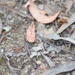 Taxeotis (genus) at Wamboin, NSW - 2 Nov 2021