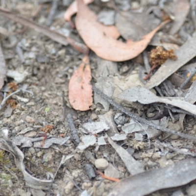 Taxeotis (genus) (Unidentified Taxeotis geometer moths) at Wamboin, NSW - 2 Nov 2021 by natureguy