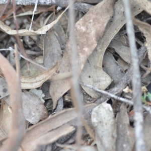 Taxeotis (genus) at Wamboin, NSW - 2 Nov 2021