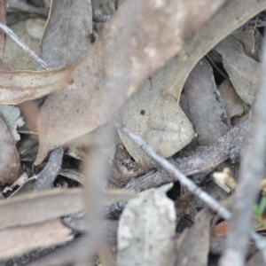 Taxeotis (genus) at Wamboin, NSW - 2 Nov 2021