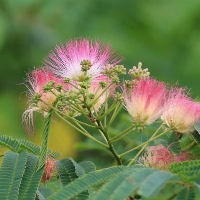 Albizia julibrissin (Persian Silk Tree) at Bega, NSW - 4 Jan 2022 by KylieWaldon