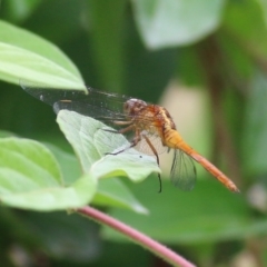 Unidentified Dragonfly (Anisoptera) (TBC) at Bega, NSW - 3 Jan 2022 by KylieWaldon
