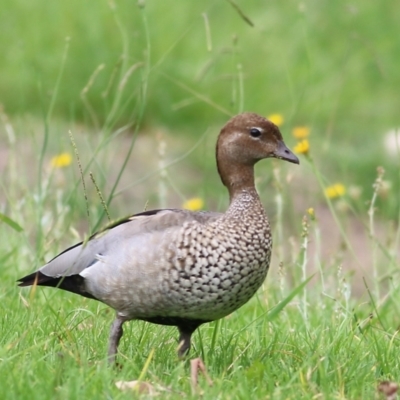 Chenonetta jubata (Australian Wood Duck) at Bega, NSW - 4 Jan 2022 by KylieWaldon