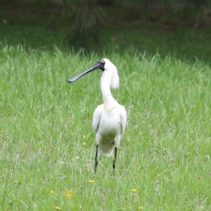 Platalea regia at Bega, NSW - 4 Jan 2022