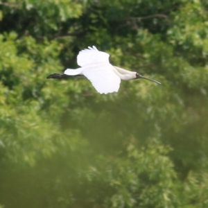 Platalea regia at Bega, NSW - 4 Jan 2022