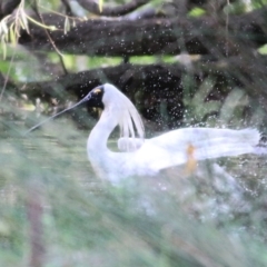 Platalea regia at Bega, NSW - 4 Jan 2022