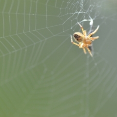 Araneus hamiltoni (Hamilton's Orb Weaver) at QPRC LGA - 2 Nov 2021 by natureguy