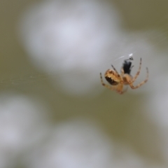 Araneus hamiltoni at Wamboin, NSW - 2 Nov 2021