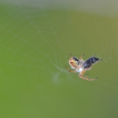 Araneus hamiltoni at Wamboin, NSW - 2 Nov 2021