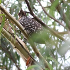 Eudynamys orientalis (Pacific Koel) at Bega, NSW - 3 Jan 2022 by KylieWaldon