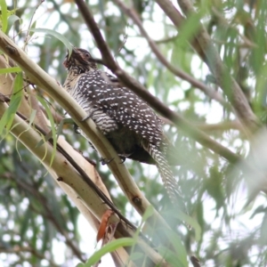 Eudynamys orientalis at Bega, NSW - 4 Jan 2022