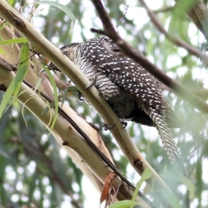 Eudynamys orientalis at Bega, NSW - 4 Jan 2022 08:38 AM