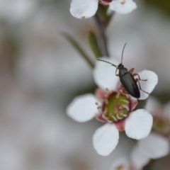 Alleculinae sp. (Subfamily) (Unidentified Comb-clawed beetle) at QPRC LGA - 2 Nov 2021 by natureguy