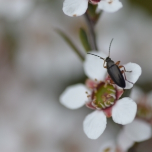 Alleculinae sp. (Subfamily) at Wamboin, NSW - 2 Nov 2021