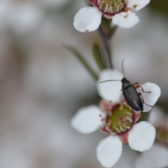 Alleculinae sp. (Subfamily) at Wamboin, NSW - 2 Nov 2021