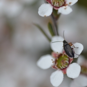 Alleculinae sp. (Subfamily) at Wamboin, NSW - 2 Nov 2021