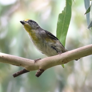 Pardalotus striatus at Bega, NSW - 4 Jan 2022