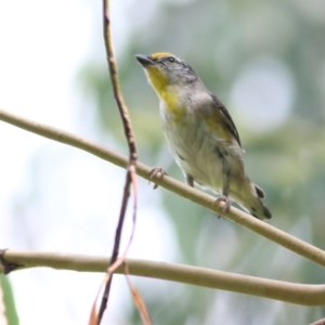 Pardalotus striatus at Bega, NSW - 4 Jan 2022