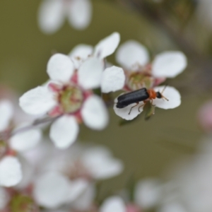 Heteromastix sp. (genus) at Wamboin, NSW - 2 Nov 2021