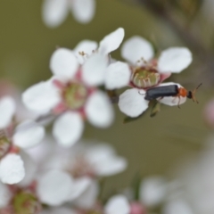 Heteromastix sp. (genus) at Wamboin, NSW - 2 Nov 2021