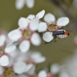 Heteromastix sp. (genus) at Wamboin, NSW - 2 Nov 2021