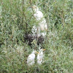 Ardea alba (Great Egret) at Bega, NSW - 4 Jan 2022 by KylieWaldon