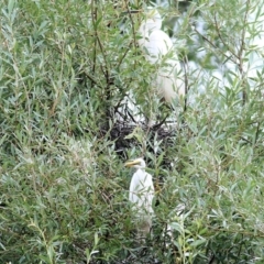 Ardea alba at Bega, NSW - 4 Jan 2022