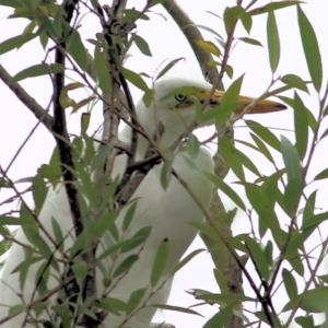 Ardea alba at Bega, NSW - 4 Jan 2022