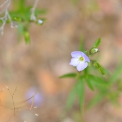 Veronica gracilis (Slender Speedwell) at Wamboin, NSW - 2 Nov 2021 by natureguy