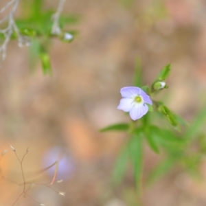 Veronica gracilis at Wamboin, NSW - 2 Nov 2021