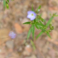 Veronica gracilis at Wamboin, NSW - 2 Nov 2021