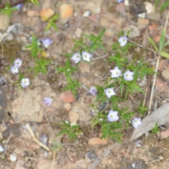 Veronica gracilis at Wamboin, NSW - 2 Nov 2021