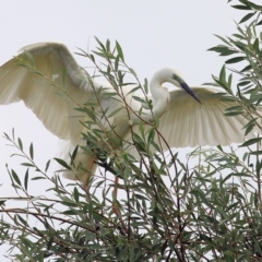 Ardea alba (Great Egret) at Bega, NSW - 3 Jan 2022 by KylieWaldon