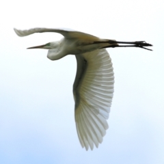 Ardea alba at Bega, NSW - 4 Jan 2022