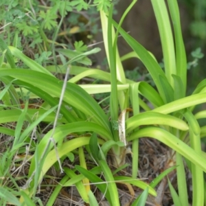 Agapanthus praecox subsp. orientalis at Wamboin, NSW - 2 Nov 2021 07:57 PM