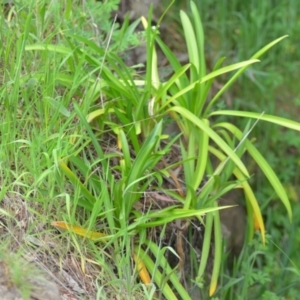 Agapanthus praecox subsp. orientalis at Wamboin, NSW - 2 Nov 2021