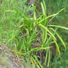 Agapanthus praecox subsp. orientalis at Wamboin, NSW - 2 Nov 2021