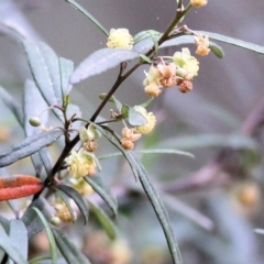 Beyeria lasiocarpa (Wallaby bush) at Lochiel, NSW - 4 Jan 2022 by KylieWaldon