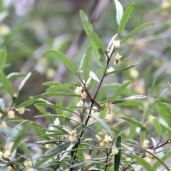 Beyeria lasiocarpa at Lochiel, NSW - 5 Jan 2022